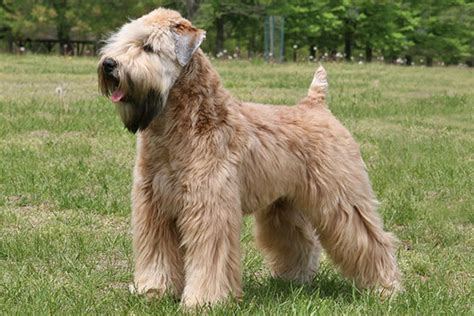 Nuncajamas Cocker Las Mejores Razas De Perros Para Personas Al Rgicas