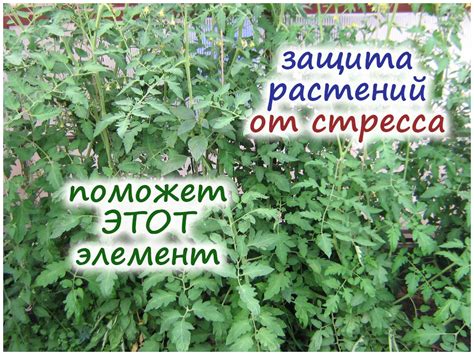 Кремний против стресса у растений – наука не стоит на месте!