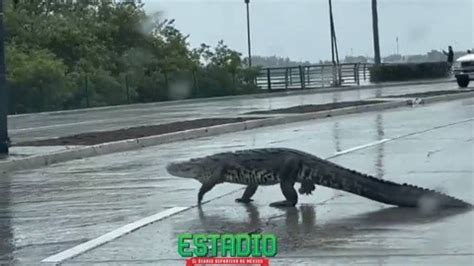 Video Cocodrilo Se Pasea Por Las Calles De Tampico Y Causa Sorpresa