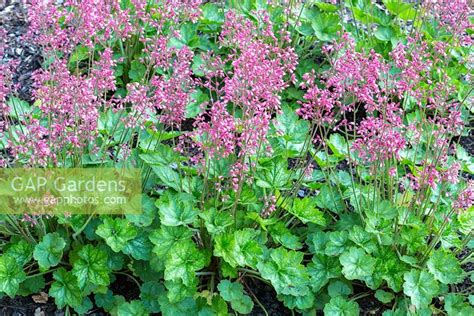 GAP Gardens - Heuchera Little Cuties 'Peppermint' - Image No: 0537535 ...