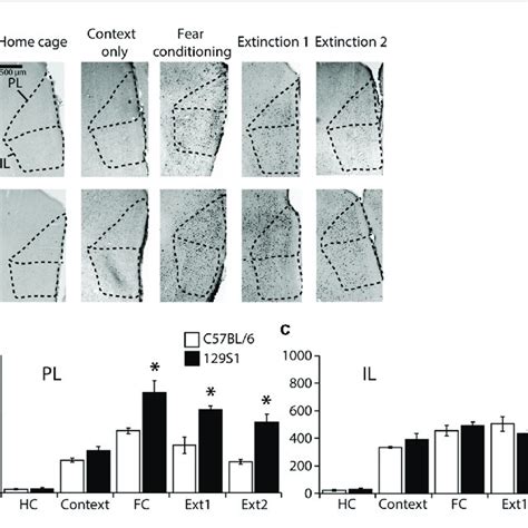 C Fos Expression Following Fear Conditioning And Extinction In The Download Scientific