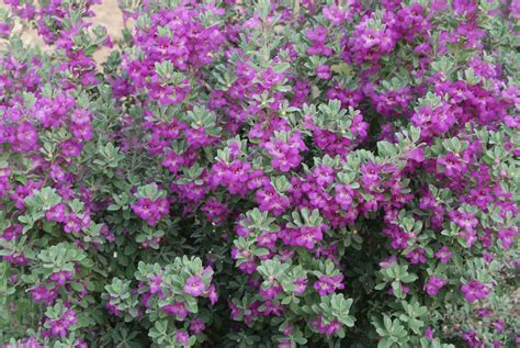 Purple Flower Bush - Garden Plantation