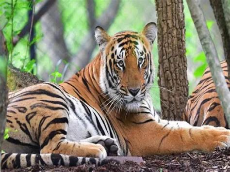 Indian Tiger Reserves Receive Global Ca Ts Recognition For Good