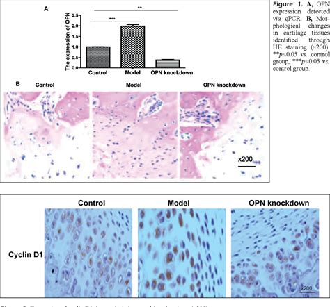 Figure From Osteopontin Accelerates Chondrocyte Proliferation In