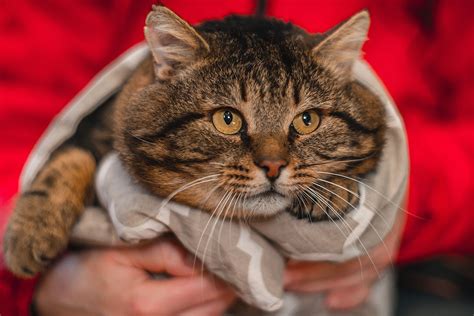 Dove Adottare Un Gatto In Campania Da Chi Andare E A Chi Rivolgersi