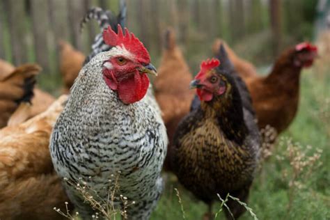 All About The Transylvanian Naked Neck Chicken Aka Turken Heritage