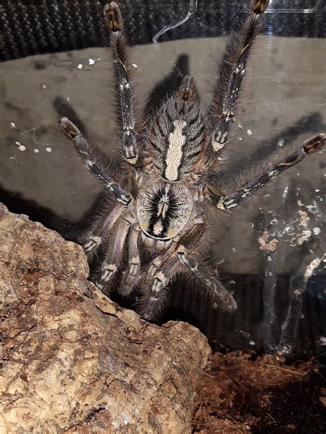 P.ornata | Arachnoboards