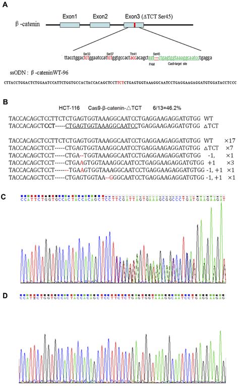 Crisprcas9 Directed Mutation Correction Of β Catenin Δtct Ser45 Download Scientific Diagram