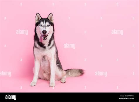 Photo Portrait Of Charming Funny Alaskan Sled Dog Sitting Floor