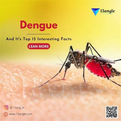 Dengue And Its Top 13 Interesting Facts Artofit