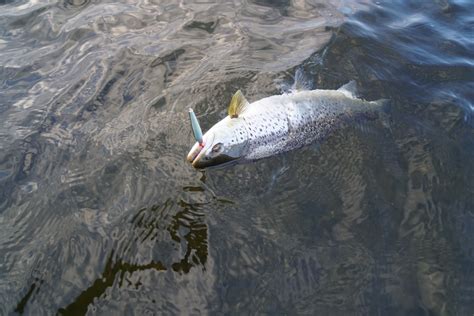 Fiskedagbog Dk En Dag P Vandet Med Blanke Overraskelser