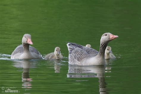 Greylag Goose Photos, Greylag Goose Images, Nature Wildlife Pictures ...