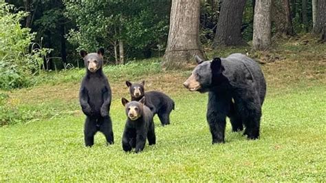 Momma Bear And Triplet Cubs Spotted Living Their Best Life Near The Big