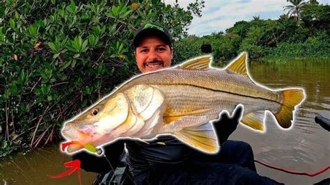 Apliquei A T Cnica Certa E O Resultado Foi Esse Robalo Gigante