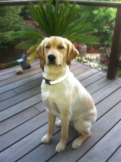 Golden Retriever Summer Cut Umm…it’ll Grow Back, Right?