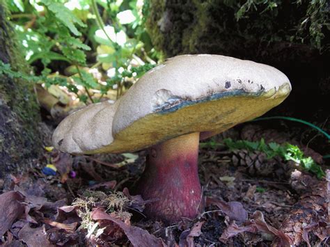 Как Выглядит Гриб Поддубник Фото – Telegraph