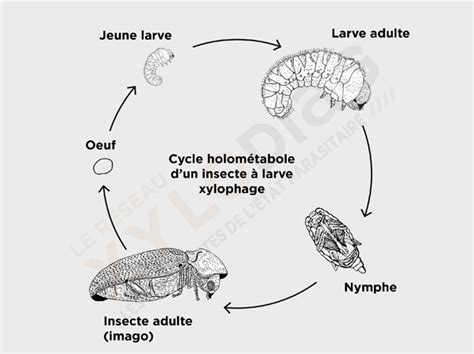 Les Insectes à Larves Xylophages Xylodiag