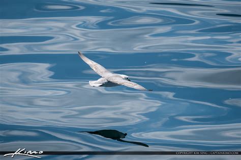 Seagulls At Cliffs Of Moher County Clare Ireland Royal Stock Photo