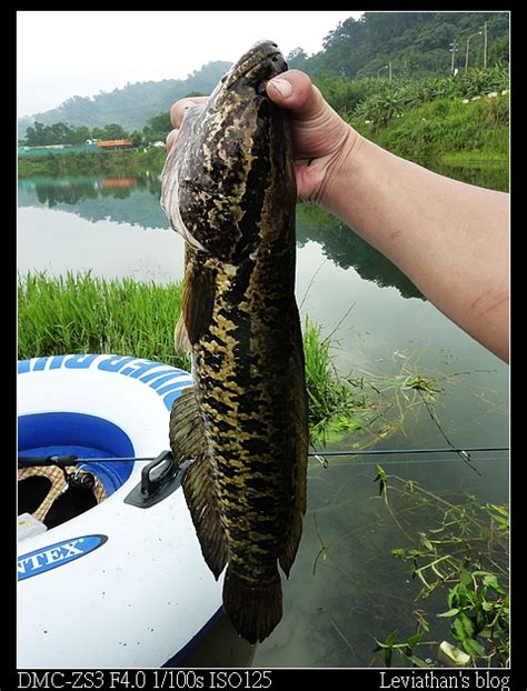 Snakehead identification | MonsterFishKeepers.com