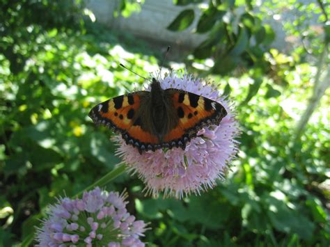 Серпень ☼ Вірш © Надія Красоткіна