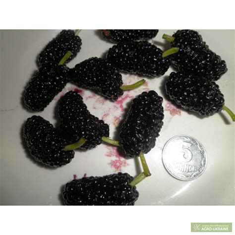 Продам саженцы шелковицы, купить саженцы шелковицы, АР Крым — Agro-Ukraine