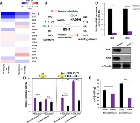 HuR Regulates IDH1 Expression In PDAC A RNA Sequencing Was Performed