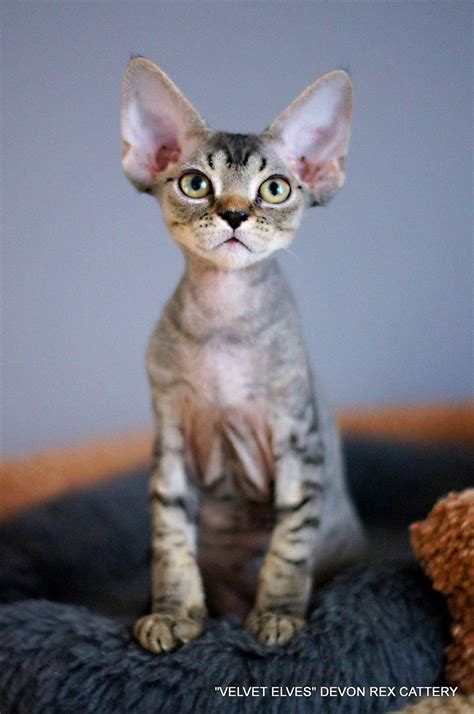 Питомник кошек Девон Рекс в Москве, купить котенка девон рекс, фото и цены