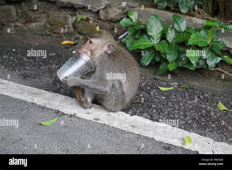Monkey Drinking Coffee Stock Photo Alamy