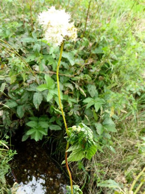 Filipendula Ulmaria Maxim Pflanzengallen Dr Hans Buhr