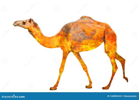 Australian Camel in the Fire Isolated Stock Photo - Image of bush ...