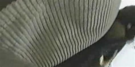 Ass Lovers Upskirt Tnaflix