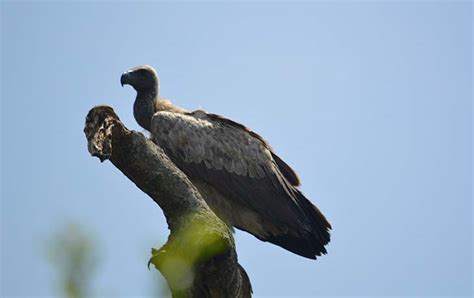 Day Mabira Forest Birding Uganda Mabira Bird Watching Safari