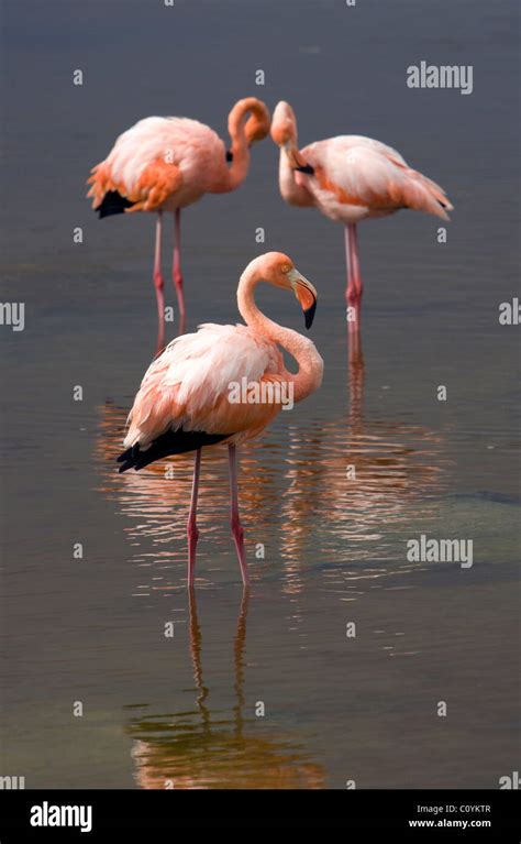 isabella island birds high resolution stock photography  images alamy