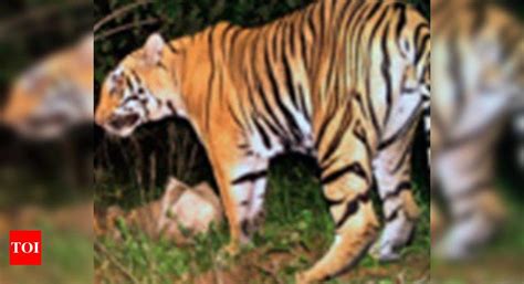 Tiger Strikes In Pilibhit Village Kills 55 Year Old Farmer Bareilly News Times Of India