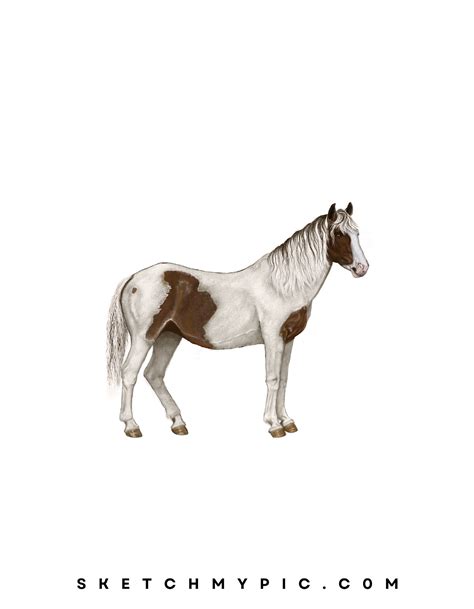 sketchmypic drawing    draw  horse