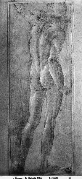 Male Nude Back View Drawing By Sandro Botticelli
