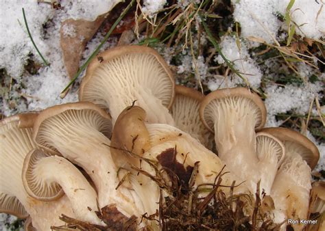 Pleurotus Ostreatus At Indiana Mushrooms
