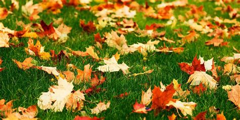 Autumn Lawn Tips | Lawn Doctor Turf Shop | Perth