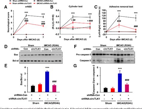 Figure From Circular Rna Tlk Aggravates Neuronal Injury And