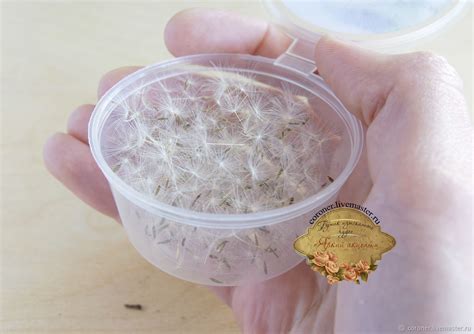 Семена (парашютики) одуванчика баночка 50 мл для творчества – купить на ...