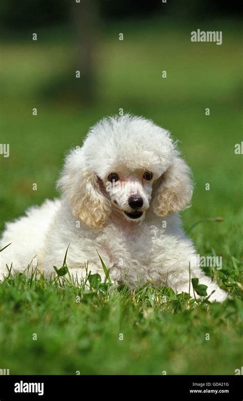 White Teacup Poodle Atelier Yuwaciaojp
