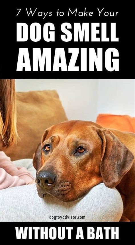 how to remove dog odor from house