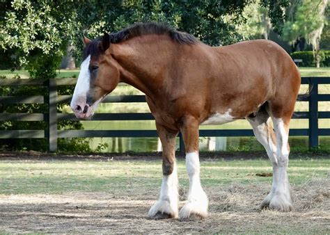 Clydesdale Horse Prices In 2024 Purchase Cost Supplies Food And