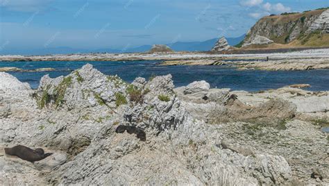 Premium Photo Kaikoura Seal Colony New Zealand South Island Kaikura