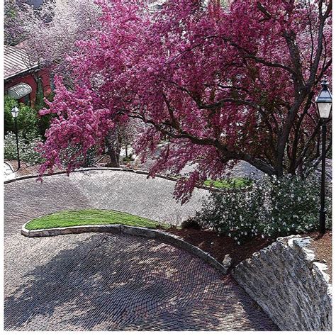 Snake Alley With Spring Blossoms In Burlington Burlington Iowa Hometown