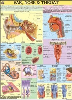 Ear Nose Throat Anatomy Chart Ponasa