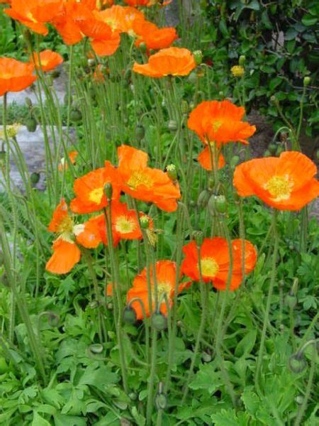 Iceland Poppy Papaver Nudicaule Calyx Flowers Inc