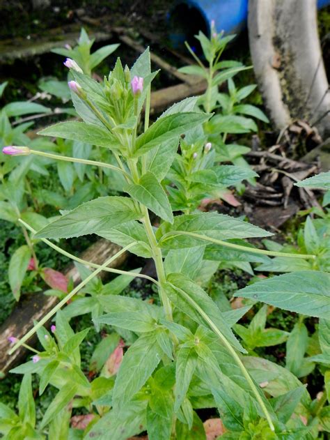 Epilobium species - Willowherbs — BSBI VC77