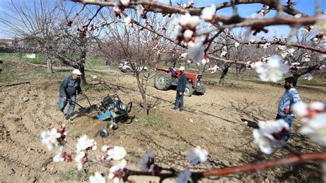 Malatya da kayısı ağaçları sıcak havanın etkisiyle erken çiçek açtı