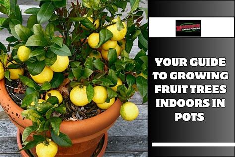 Your Guide To Growing Fruit Trees Indoors In Pots Riccardos Italian